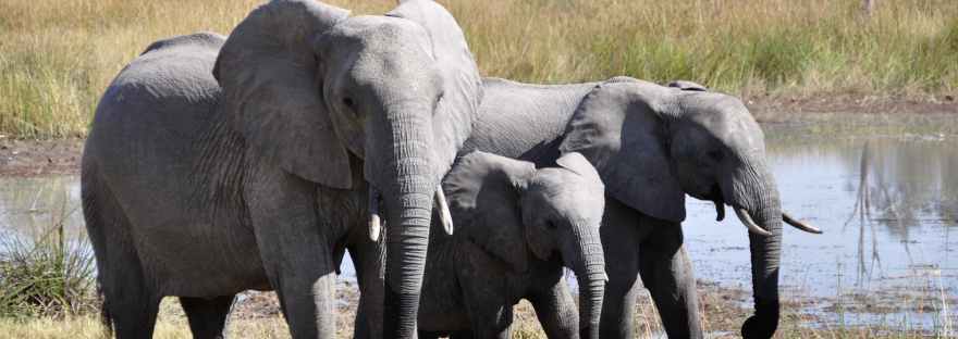 Far Beyond The Trees.