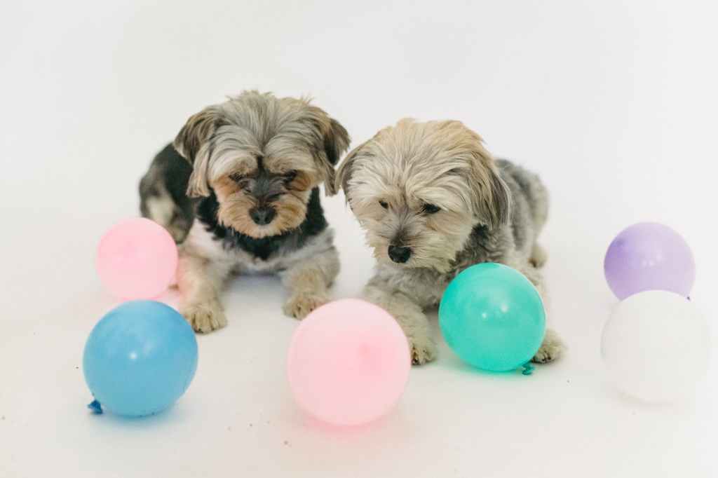 little dogs spending time together in studio
