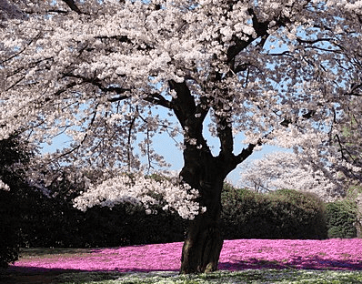 Sitting under a Cherry Blossom tree.