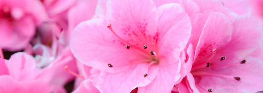 Little Mussy’s Flower Basket.