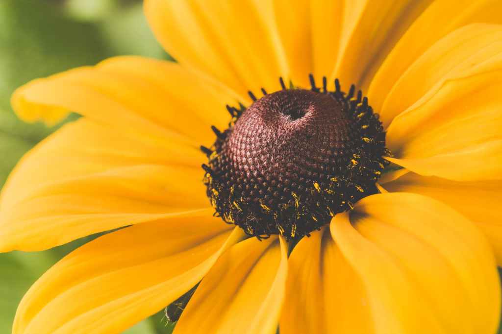 close up photo of sunflower