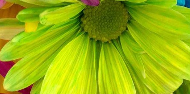 Beautiful and scintillating green flower.