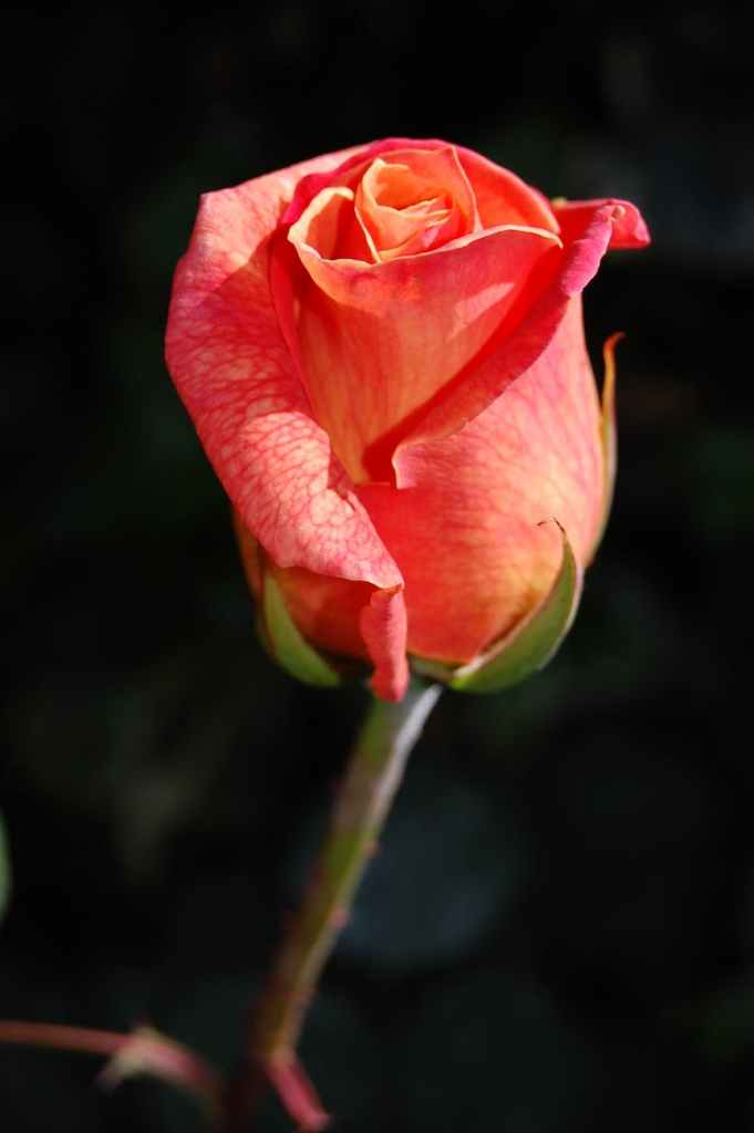 pink rose plant