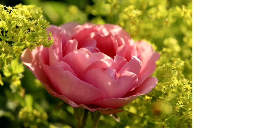 bright rose on a sunny day.png