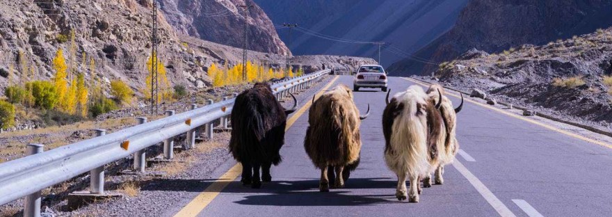 Have You Ever Seen A Himalayan White Yak?