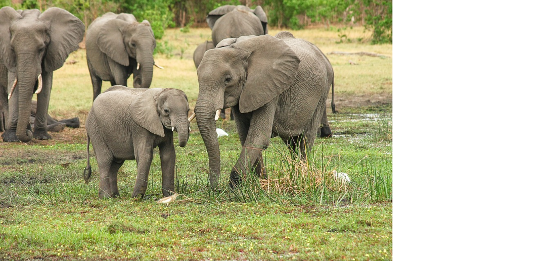 the elephant in the room