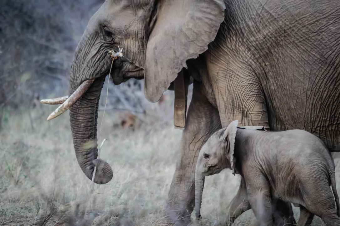 elephants calf baby elephant elephant tusks