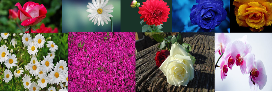 Surprise For Ma777, Surprise For Me-My Florist Friend.