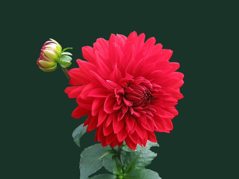 A beautiful flower