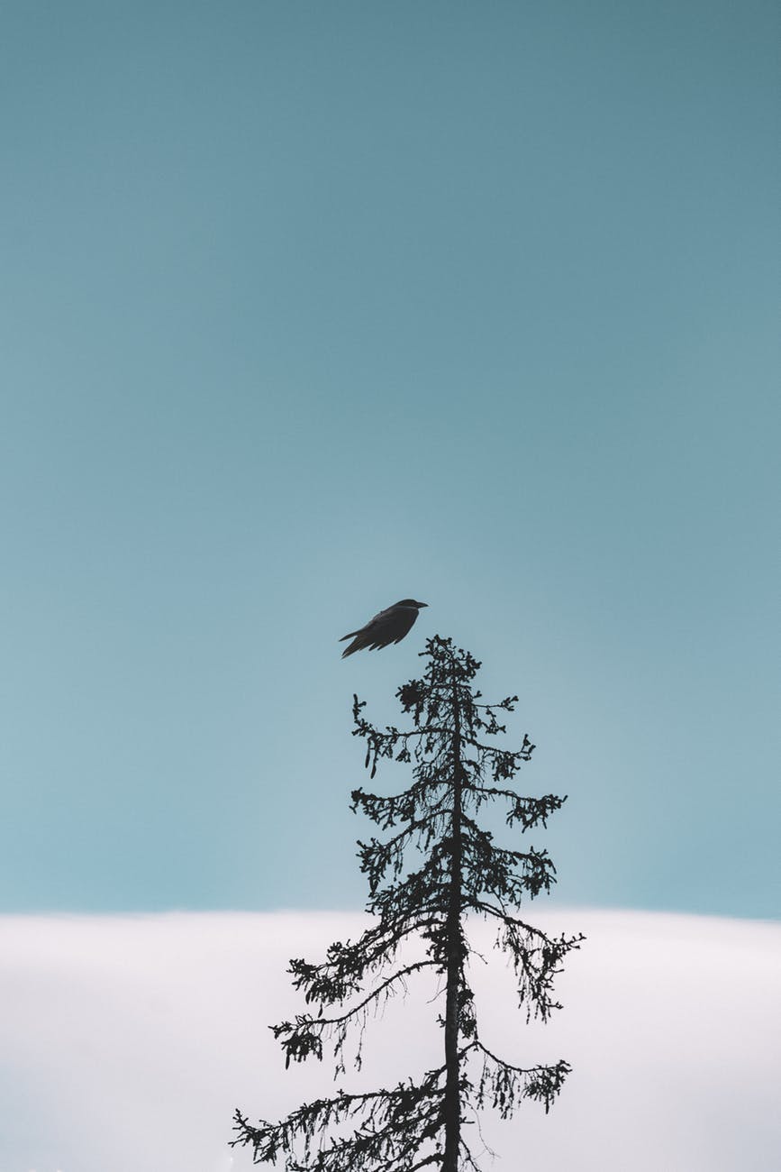 flight of black bird above tree