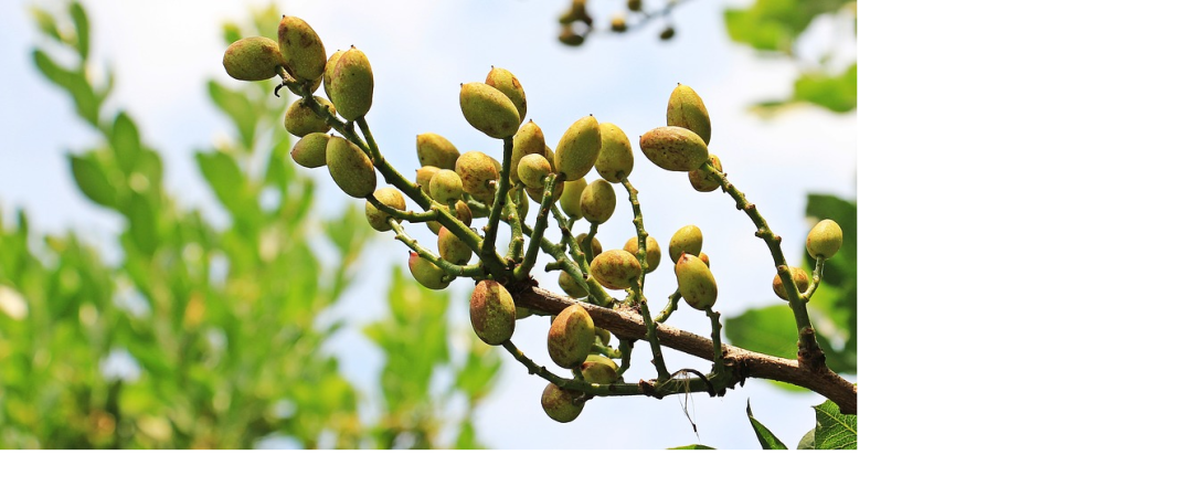 pistachios with sweet milk.png