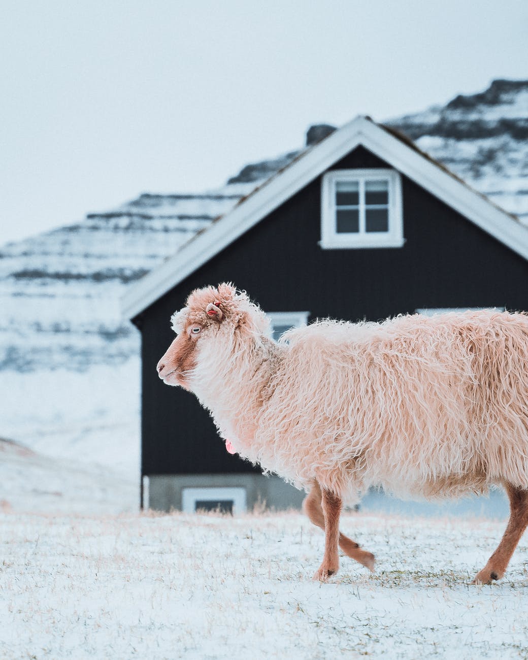 white sheep on farm in countryside